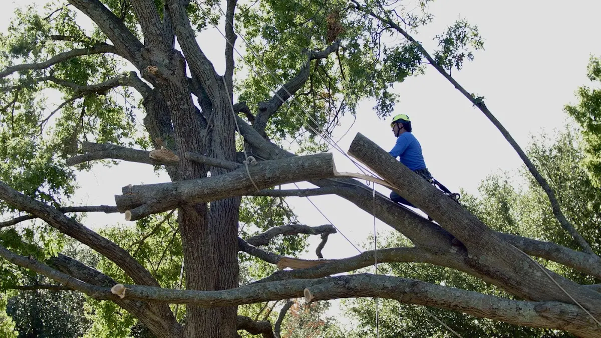 Professional Crown Thinning performed by certified arborists in Grelton