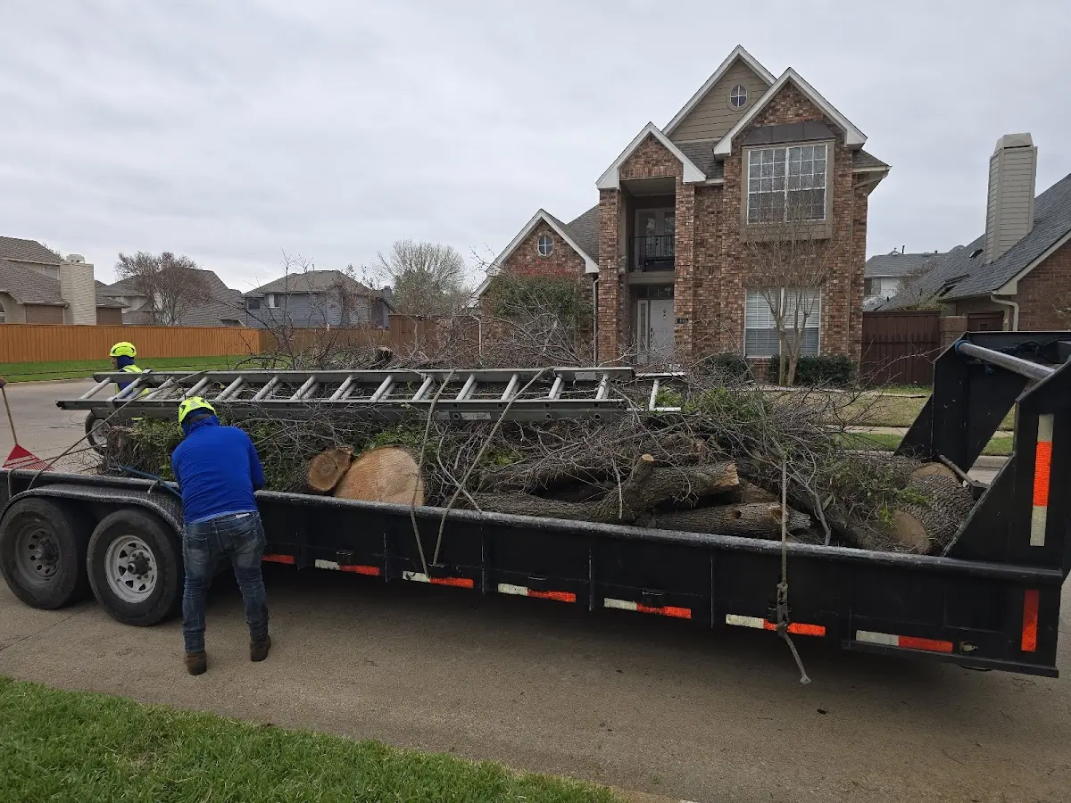 Expert Tree Pest Control with proper safety equipment in Grelton